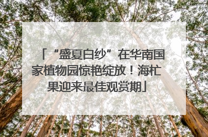 “盛夏白纱”在华南国家植物园惊艳绽放！海杧果迎来最佳观赏期