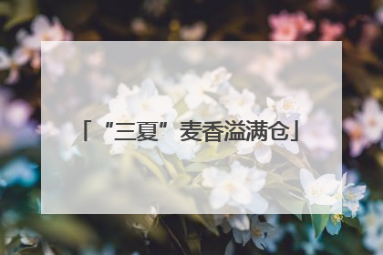 “三夏”麦香溢满仓