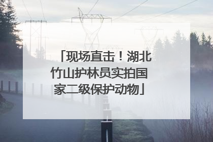 现场直击！湖北竹山护林员实拍国家二级保护动物