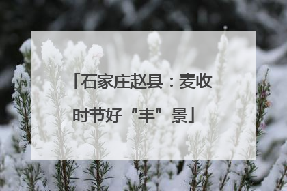 石家庄赵县：麦收时节好“丰”景