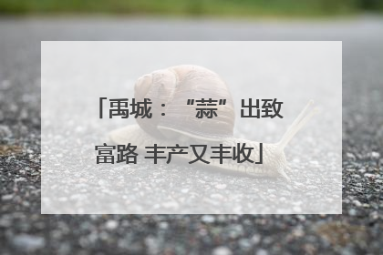 禹城：“蒜”出致富路 丰产又丰收