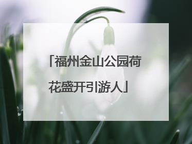 福州金山公园荷花盛开引游人