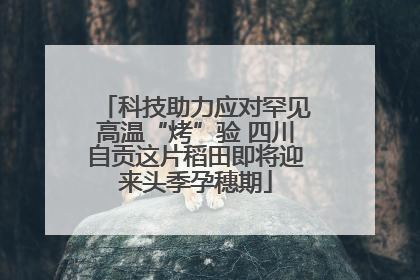 科技助力应对罕见高温“烤”验 四川自贡这片稻田即将迎来头季孕穗期
