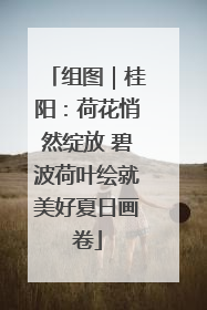组图｜桂阳：荷花悄然绽放 碧波荷叶绘就美好夏日画卷