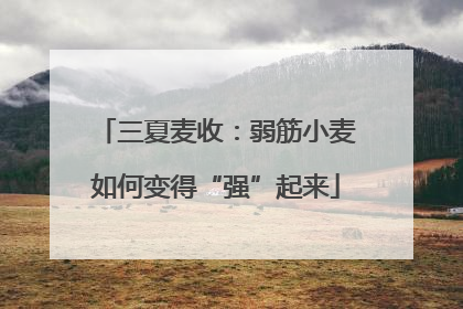 三夏麦收：弱筋小麦如何变得“强”起来