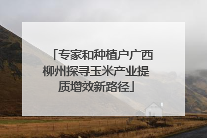 专家和种植户广西柳州探寻玉米产业提质增效新路径