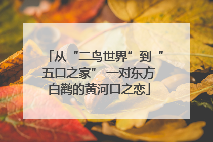 从“二鸟世界”到“五口之家” 一对东方白鹳的黄河口之恋