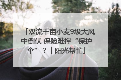 双流千亩小麦9级大风中倒伏 保险难撑“保护伞”？丨阳光帮忙