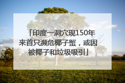 印度一洞穴现150年来首只濒危椰子蟹，或因被椰子和垃圾吸引