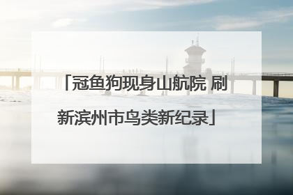冠鱼狗现身山航院 刷新滨州市鸟类新纪录