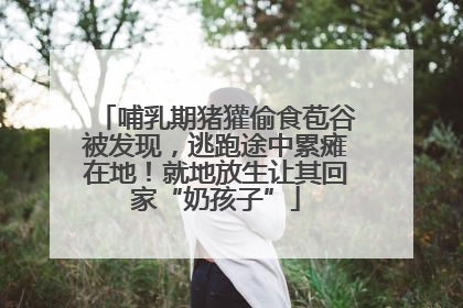 哺乳期猪獾偷食苞谷被发现，逃跑途中累瘫在地！就地放生让其回家“奶孩子”