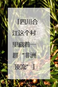 四川合江这个村里藏着一群“非洲顶流”