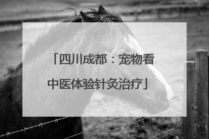 四川成都：宠物看中医体验针灸治疗
