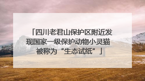 四川老君山保护区附近发现国家一级保护动物小灵猫 被称为“生态试纸”
