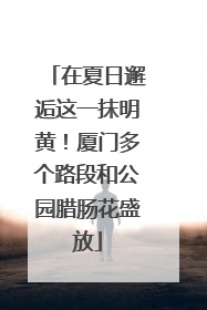 在夏日邂逅这一抹明黄！厦门多个路段和公园腊肠花盛放