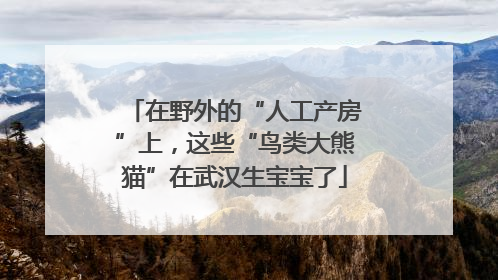 在野外的“人工产房”上，这些“鸟类大熊猫”在武汉生宝宝了