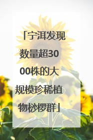 宁洱发现数量超3000株的大规模珍稀植物桫椤群