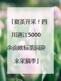 夏茶开采！四川通江5000余亩欧标茶园迎来采摘季