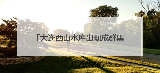 大连西山水库出现成群黑色大鱼，最长近一米！专家确认系外来物种埃及塘鲺