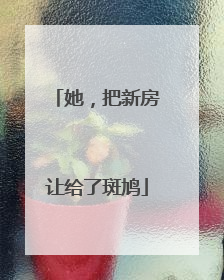 她，把新房让给了斑鸠