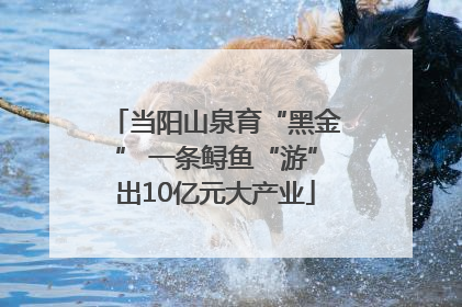 当阳山泉育“黑金” 一条鲟鱼“游”出10亿元大产业