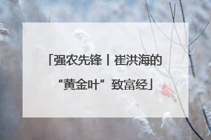 强农先锋丨崔洪海的“黄金叶”致富经