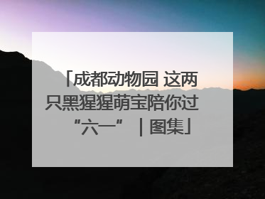 成都动物园 这两只黑猩猩萌宝陪你过“六一”｜图集