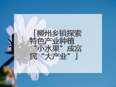 柳州乡镇探索特色产业种植 “小水果”成富民“大产业”