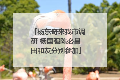 杨东奇来我市调研 杨国强陈必昌田和友分别参加
