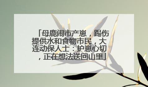 母鹿闹市产崽，踢伤提供水和食物市民，大连动保人士：护崽心切，正在想法送回山里