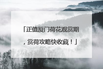 正值厦门荷花观赏期，赏荷攻略快收藏！