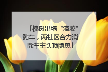 槐树出墙“滴胶”黏车，两社区合力消除车主头顶隐患