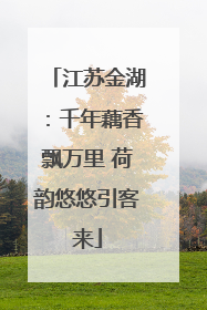 江苏金湖：千年藕香飘万里 荷韵悠悠引客来