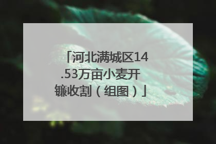 河北满城区14.53万亩小麦开镰收割（组图）