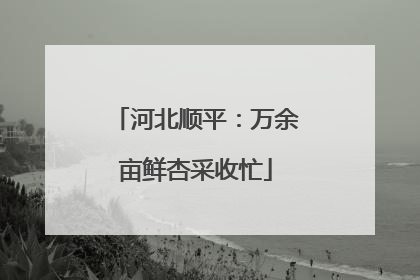 河北顺平：万余亩鲜杏采收忙
