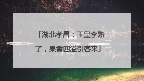 湖北孝昌：玉皇李熟了，果香四溢引客来