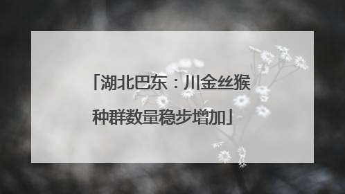 湖北巴东：川金丝猴种群数量稳步增加