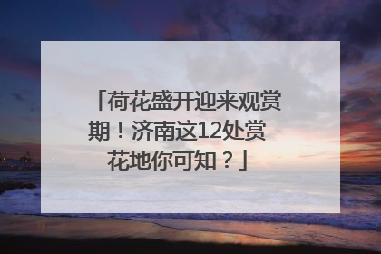 荷花盛开迎来观赏期！济南这12处赏花地你可知？