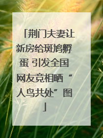 荆门夫妻让新房给斑鸠孵蛋 引发全国网友竞相晒“人鸟共处”图