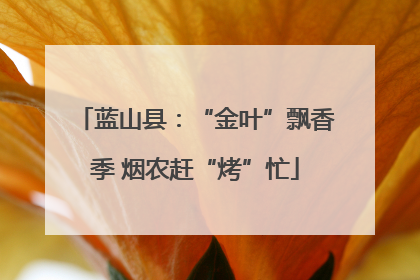 蓝山县：“金叶”飘香季 烟农赶“烤”忙