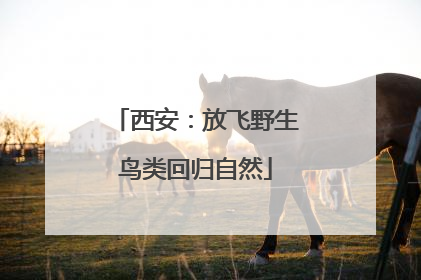 西安：放飞野生鸟类回归自然