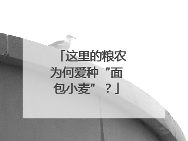 这里的粮农为何爱种“面包小麦”？