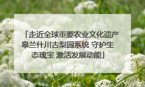走近全球重要农业文化遗产皋兰什川古梨园系统 守护生态瑰宝 激活发展动能
