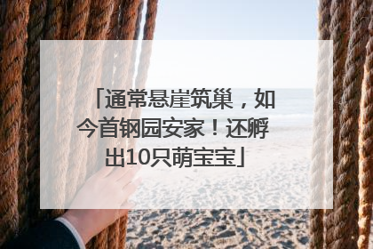 通常悬崖筑巢，如今首钢园安家！还孵出10只萌宝宝