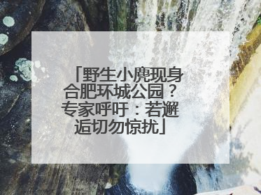 野生小麂现身合肥环城公园？专家呼吁：若邂逅切勿惊扰