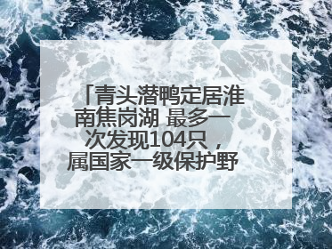 青头潜鸭定居淮南焦岗湖 最多一次发现104只，属国家一级保护野生动物