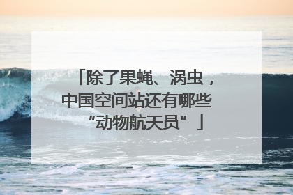 除了果蝇、涡虫，中国空间站还有哪些“动物航天员”