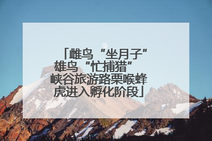 雌鸟“坐月子”雄鸟“忙捕猎” 峡谷旅游路栗喉蜂虎进入孵化阶段