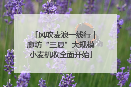风吹麦浪一线行｜廊坊“三夏”大规模小麦机收全面开始