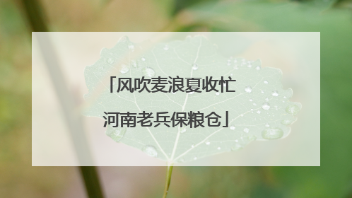 风吹麦浪夏收忙 河南老兵保粮仓